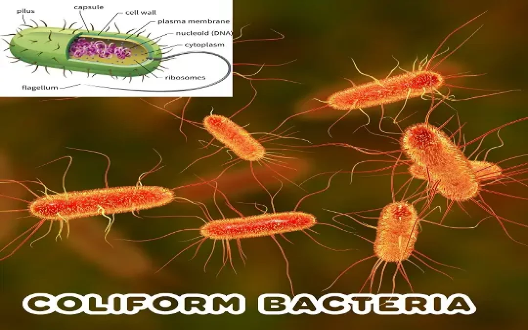 RO Purifier: The Best Way To Prevent Coliform